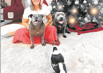 La peculiar amistad entre un perro y una urraca