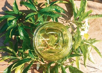 Horquetero: aspectos ecológicos y espirituales