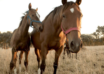 Desde febrero, organizadores de eventos con equinos deberán exigir vacunación contra la encefalomielitis