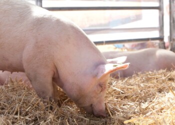 Porcinos: recomendaciones para prevenir la enfermedad de Aujeszky