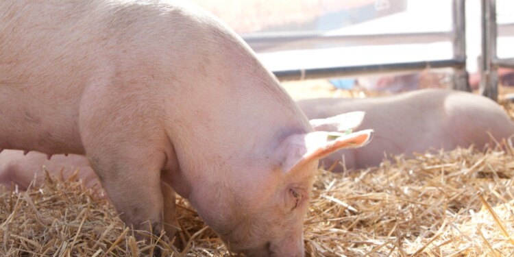 PORCINOS. Los establecimientos de genética y criaderos comerciales deben adherirse a rigurosas medidas de bioseguridad.