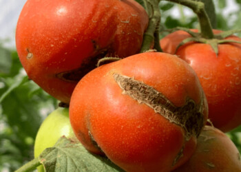 Virus rugoso del tomate: pautas para prevenir su dispersión