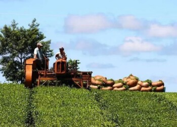 La COPROTÉ actualizó el precio del té, pero productores ya piden volver a discutir un nuevo valor