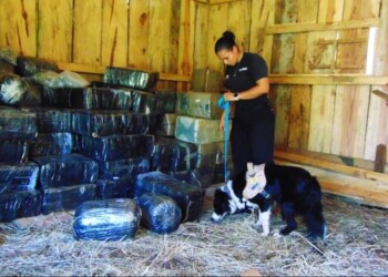 Más de cuatro toneladas de marihuana secuestraron en Eldorado