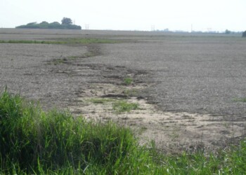 Cultivos de cobertura reducen hasta 70% la pérdida de materia orgánica