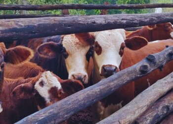 Instan a prevenir las bicheras que afectan al bienestar de los rodeos