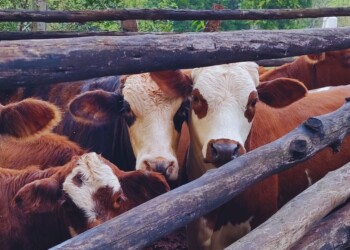 Cómo reducir el estrés y sus consecuencias en el ganado vacuno