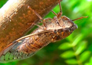 Las lluvias e inundaciones en la provincia repercuten en la presencia de insectos