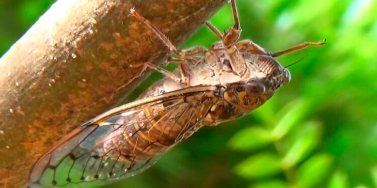 CADA VEZ MENOS. Las chicharras son afectadas por las inundaciones, ya que están bajo tierra y no pueden escapar cuando están en su estado de ninfa. Por eso, cada vez se escucha menos su canto durante el verano.