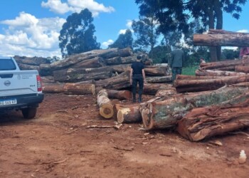 Secuestraron maderas nativas en un aserradero de San Vicente