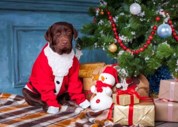 Cómo pasar esta Navidad sin riesgos para tu perro