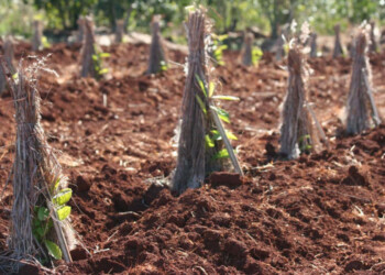 La Justicia ordenó tramitar el amparo en Posadas y el INYM no tiene quién lo defienda