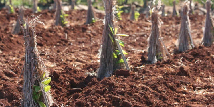 AMPARO NO RATIFICADO. Por la decisión de la Cámara Federal correntina, sigue la limitación a nuevas plantaciones