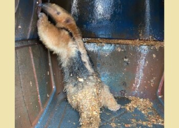 Rescatan a un oso homiguero atrapado en un desagüe en Campo Viera