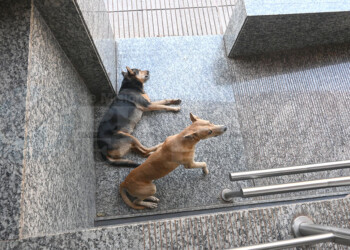 Dueños los dejan en la calle y muerden a transeúntes: IMUSA y Policía ausentes