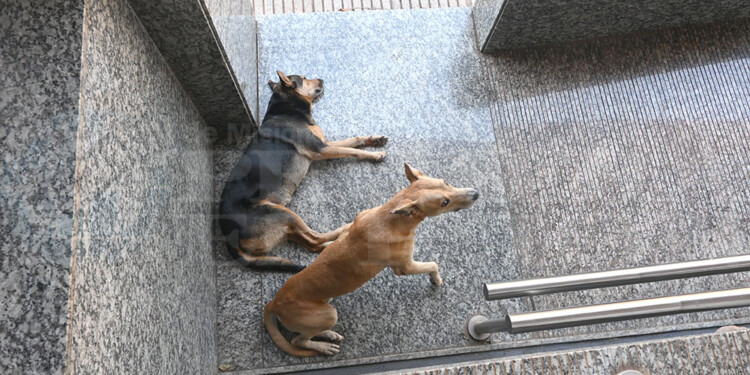 PERROS ADULTOS. Las autoridades deberían proteger a los animales y a las personas que transitan la zona