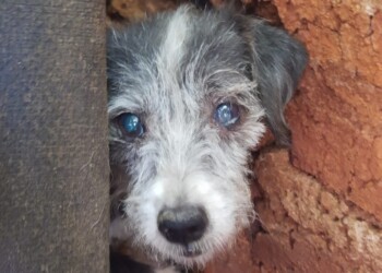 Tras fallecer su dueña, rescatistas comenzaron campaña de adopción para 20 perros