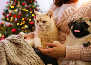 Cinco consejos para proteger a las mascotas de la pirotecnia en Año Nuevo