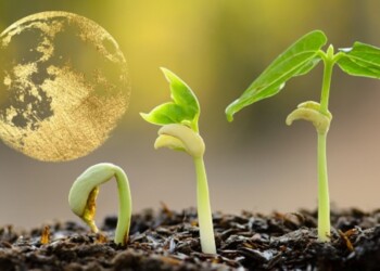 De esta manera influyen las fases lunares en el huerto y el jardín