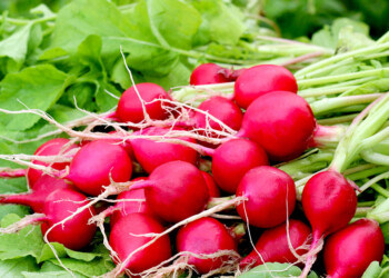 Cómo cultivar rabanito en una huerta casera y de forma sencilla