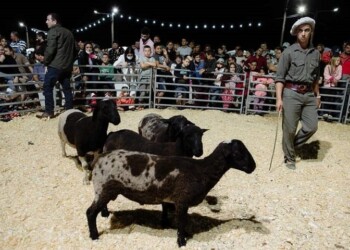 Ganado menor: ponen en agenda unos cinco remates para el 2024
