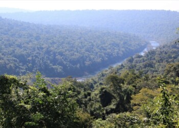 Misiones recibirá 15 millones de dólares para conservación de áreas selváticas