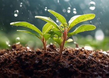 Día Mundial del Suelo: fuente de vida