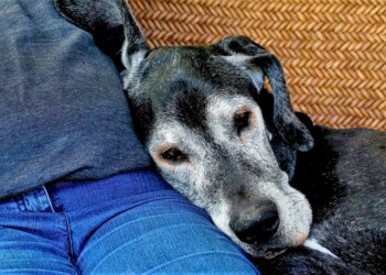 Problemas con perros de edad avanzada