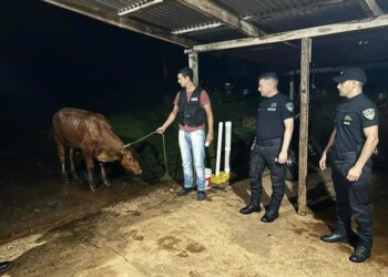 Policías recuperaron un animal vacuno que había sido robado a un colono