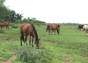 Con los caballos, instan a “respetar el calendario de vacunación”