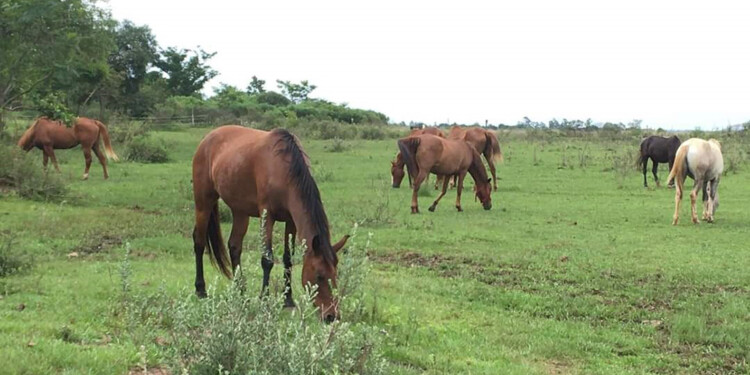 RECUPERADOS. Son 16 los caballos que viven en el predio de Libre Relincho.