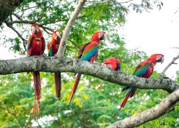 Cinco guacamayos fueron liberados en el Parque Iberá de Corrientes