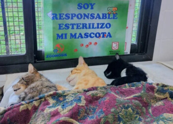 Eldorado: recolectan firmas para pedir que Zoonosis retome las castraciones gratuitas