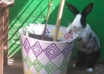 Mascotas: los 7 de Emilio