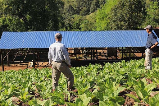 “La industria tabacalera aporta al PBI de Misiones más que la industria del turismo”