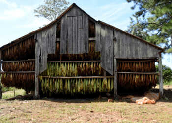 Exigirán a tabacaleros un mínimo de kilos entregados para mantener obras sociales