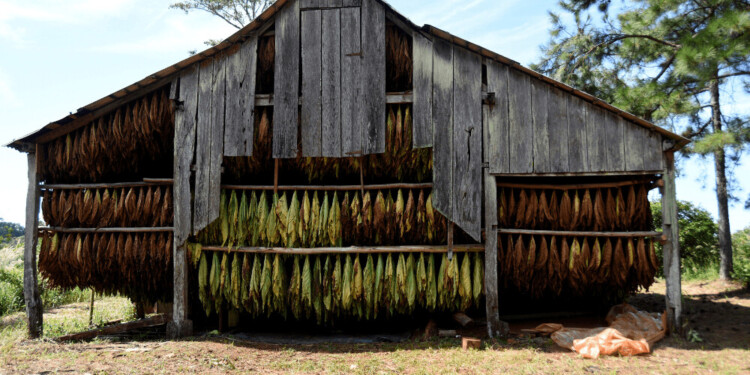 TABACO. Más de 12 mil productores tiene esta economía regional en Misiones.