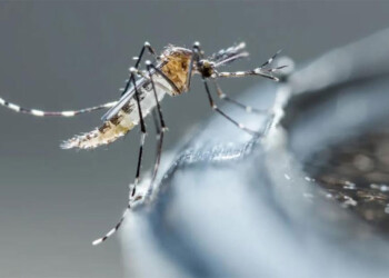 Son cinco las enfermedades tropicales advertidas por la OMS que preocupan en Argentina