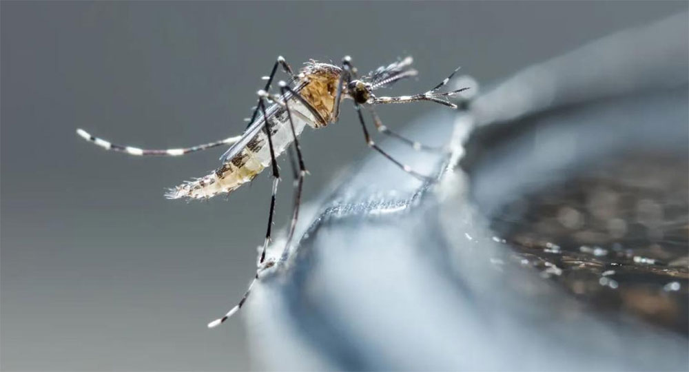 Alertan un posible aumento en los casos de dengue en los próximos meses