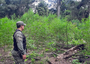 Hallaron plantación de marihuana en medio de un monte de General Alvear