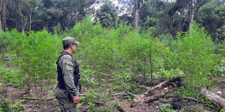 CLARO. A 200 metros de un camino se encontraba la plantación.