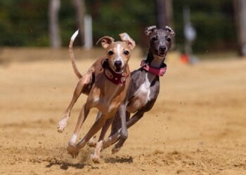 Por qué se conmemora hoy el Día Mundial del Galgo