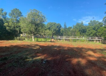 En Montecarlo comenzó la preparación del terreno para replantar el laberinto vegetal
