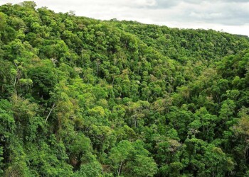 Compensarán económicamente a agricultores familiares misioneros que protejan la naturaleza
