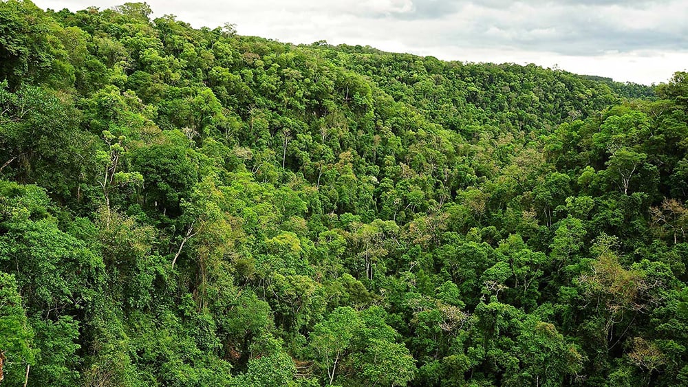 Compensarán económicamente a agricultores familiares misioneros que protejan la naturaleza