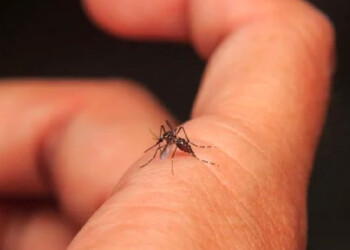 Cuál es la diferencia entre el mosquito que transmite dengue con el de la encefalomielitis equina