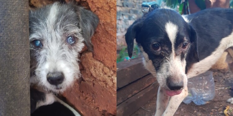 ADOPCIÓN. Desde “Tu mascota es familia” continúan la búsqueda de hogares para los 14 perros que quedan