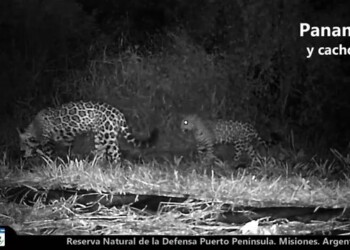 Video: confirman que la yaguareté “Panambí” fue madre y la vieron junto a su cría en Puerto Península