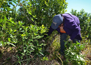 Cosecheros siguen sin cobrar el Programa Intercosecha y piden gestiones provinciales