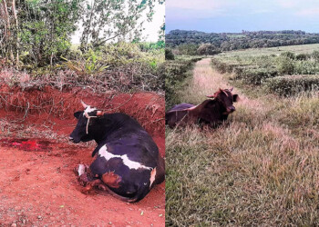 Durante controles preventivos, recuperaron dos vacunos que fueron robados a un colono